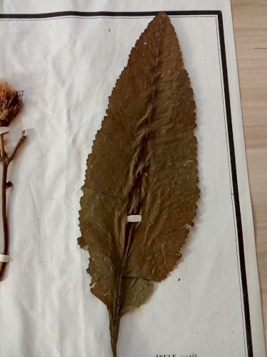 Ancien Herbier Botanique Histoire Naturelle Plante Herbe Inule Aulnée