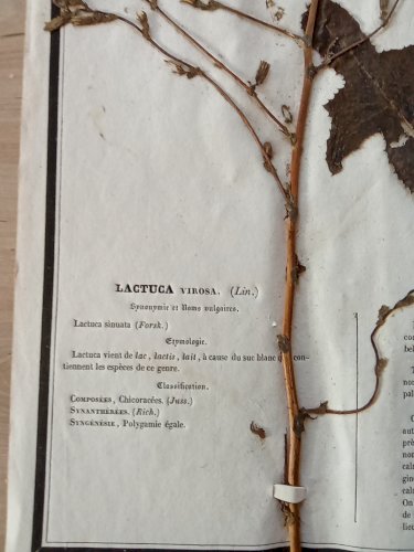 Ancien Herbier Botanique Histoire Naturelle Plante Herbe Laitue Vireuse