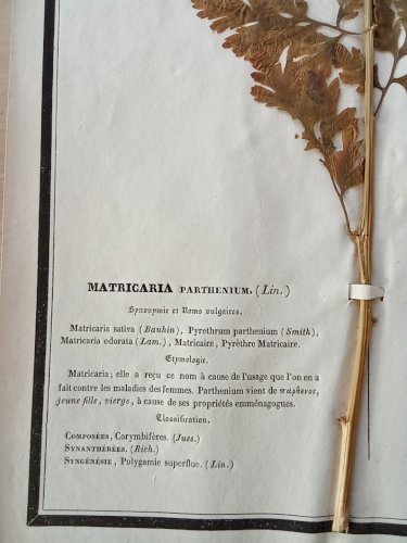 Ancien Herbier Botanique Histoire Naturelle Plante Herbe Matricaire