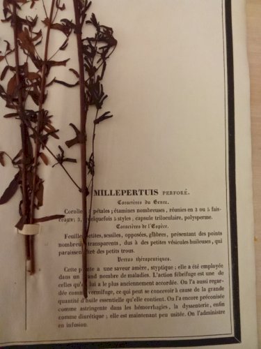 Ancien Herbier Botanique Histoire Naturelle Plante Herbe Millepertuis Perforé