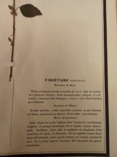 Ancien Herbier Botanique Histoire Naturelle Plante Herbe Pariétaire Officinal