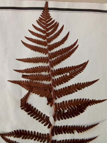 Ancien Herbier Botanique Histoire Naturelle Plante Herbe Polypode Fougère Male