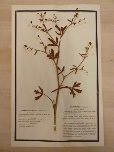 Ancien Herbier Botanique Histoire Naturelle Plante Herbe Renoncule Scélérate