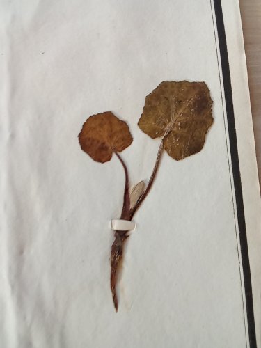 Ancien Herbier Botanique Histoire Naturelle Plante Herbe Tussilage Pas D Âne