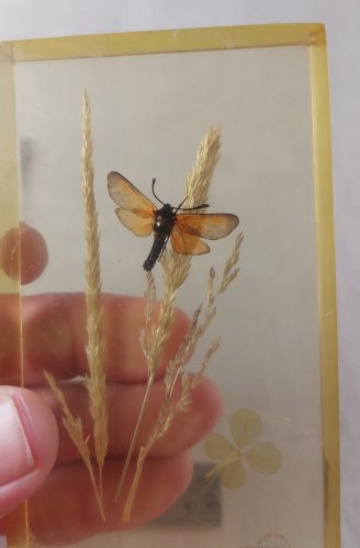 Ancien presse papier en résine, publicitaire, décor papillon, Agrishell