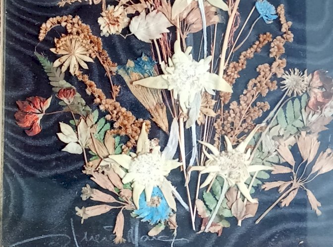 Ancien Tableau Fleurs Séchées Herbier Botanique Encadrement Doré