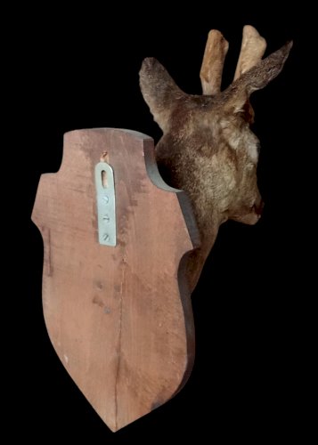 Ancien Trophée chasse Biche Chevreuil Cabinet De Curiosités Taxidermie