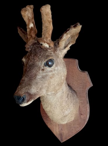 Ancien Trophée chasse Biche Chevreuil Cabinet De Curiosités Taxidermie