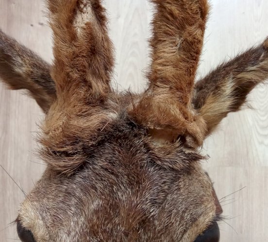 Ancien Trophée chasse Biche Chevreuil Cabinet De Curiosités Taxidermie