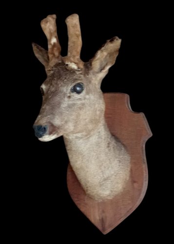 Ancien Trophée chasse Biche Chevreuil Cabinet De Curiosités Taxidermie