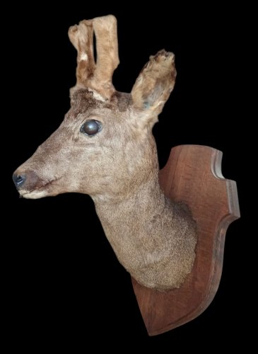 Ancien Trophée chasse Biche Chevreuil Cabinet De Curiosités Taxidermie