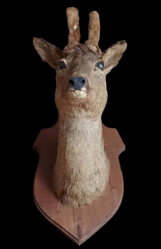 Ancien Trophée chasse Biche Chevreuil Cabinet De Curiosités Taxidermie