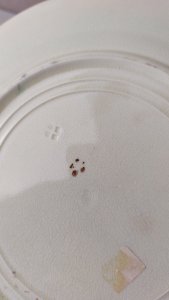 dot