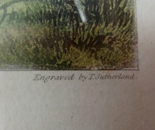 Ancienne Gravure Chasse Wolstenholme Shooting Dogs Engraved By  T. Sutherland