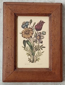 Framed Old Engraving Botanical Lithograph Jo Jacobus de Rubeis
