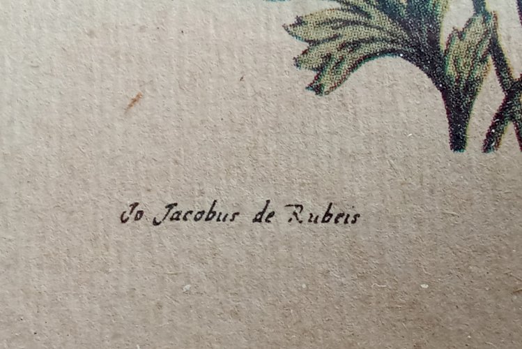 Ancienne Gravure Encadrée Lithographie Botanique Jo Jacobus de Rubeis