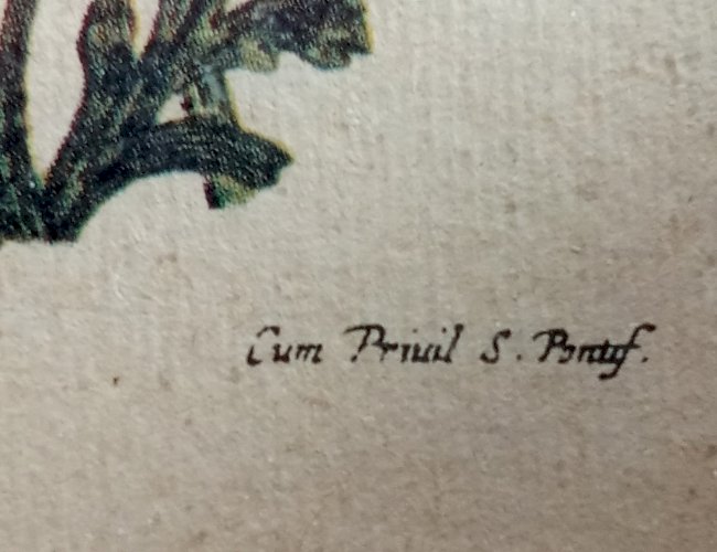 Ancienne Gravure Encadrée Lithographie Botanique Jo Jacobus de Rubeis