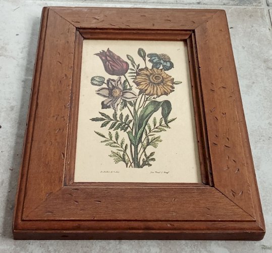 Ancienne Gravure Encadrée Lithographie Botanique Jo Jacobus de Rubeis