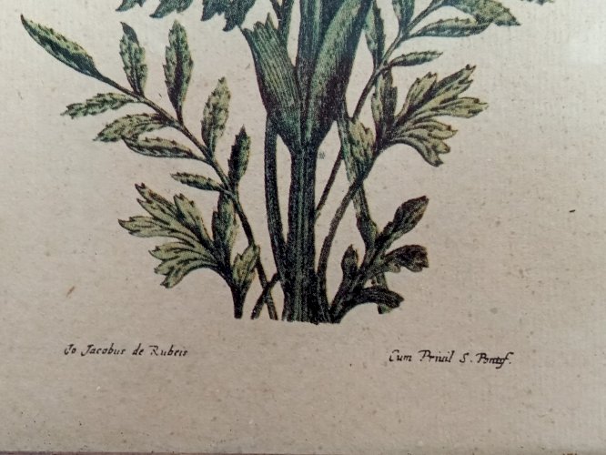 Ancienne Gravure Encadrée Lithographie Botanique Jo Jacobus de Rubeis
