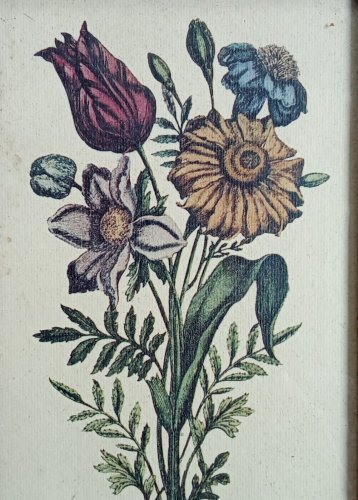 Ancienne Gravure Encadrée Lithographie Botanique Jo Jacobus de Rubeis