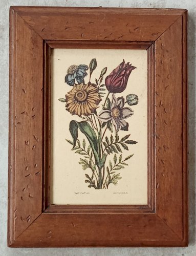 Ancienne Gravure Encadrée Lithographie Botanique Jo Jacobus de Rubeis