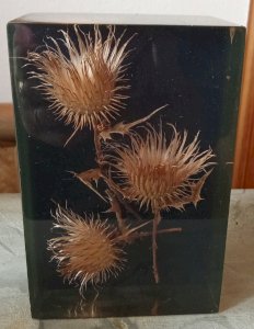 Old Inclusion Thistle Botanical Flower Resin 1970 Thistle Resin Inclusion