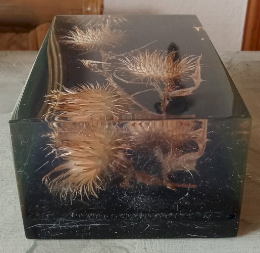 Ancienne Inclusion Résine Chardon Botanique Fleur 1970 Thistle Resin Inclusion