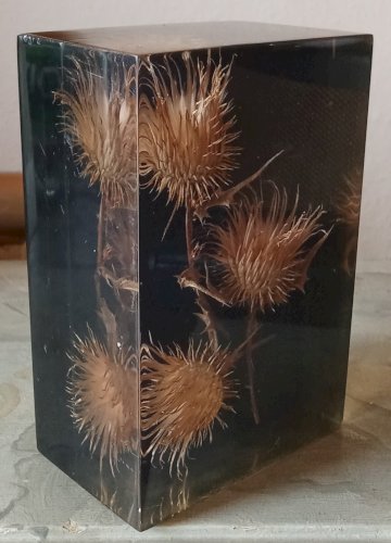 Ancienne Inclusion Résine Chardon Botanique Fleur 1970 Thistle Resin Inclusion