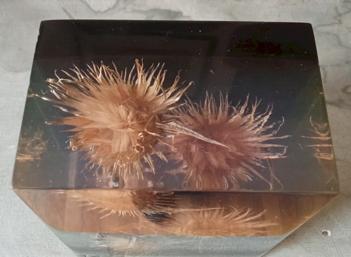 Ancienne Inclusion Résine Chardon Botanique Fleur 1970 Thistle Resin Inclusion