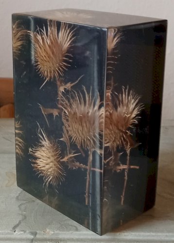 Ancienne Inclusion Résine Chardon Botanique Fleur 1970 Thistle Resin Inclusion