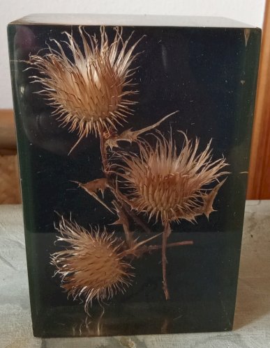 Ancienne Inclusion Résine Chardon Botanique Fleur 1970 Thistle Resin Inclusion