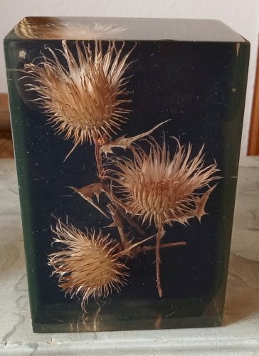 Ancienne Inclusion Résine Chardon Botanique Fleur 1970 Thistle Resin Inclusion