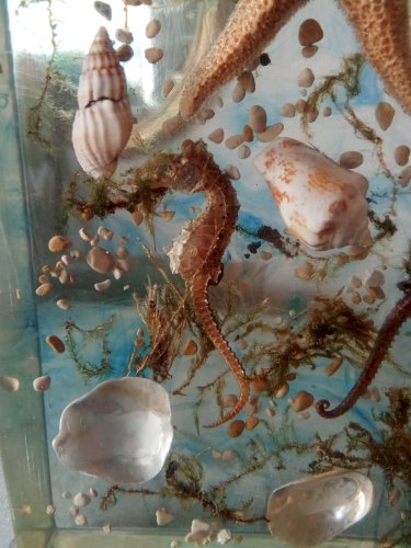 Ancienne Inclusion Résine Hypoccampe Coquillage Etoile Mer 1970  Resin Inclusion