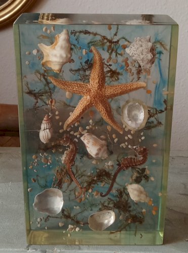 Ancienne Inclusion Résine Hypoccampe Coquillage Etoile Mer 1970  Resin Inclusion
