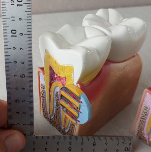 Anciens objets publicitaires / curiosité / éducatif, dents, Signal Sensitive