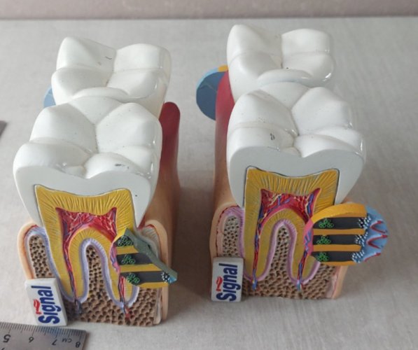 Anciens objets publicitaires / curiosité / éducatif, dents, Signal Sensitive