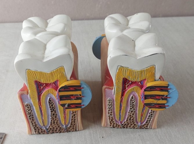 Anciens objets publicitaires / curiosité / éducatif, dents, Signal Sensitive