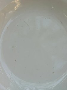 dot