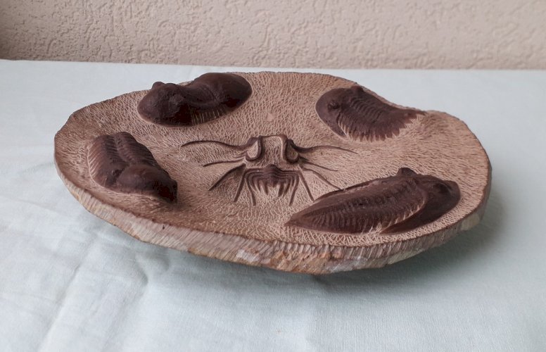 Assiette décorative fossiles
