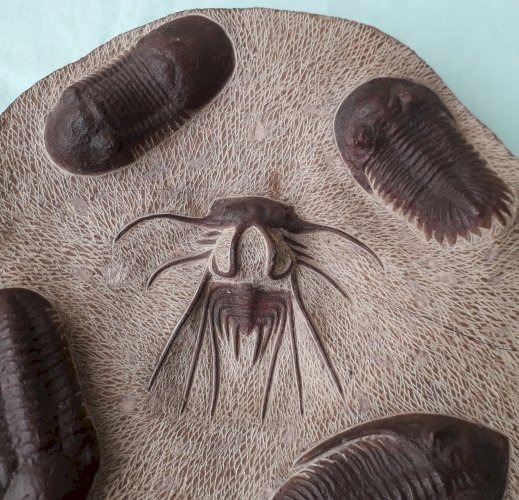 Assiette décorative fossiles