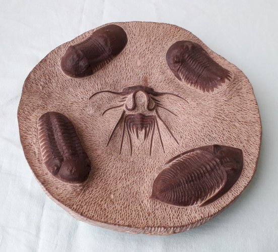 Assiette décorative fossiles