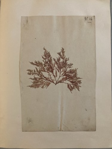 Bel Herbier Algue Mer 1900 6 Planches, Plante Art Nouveau Algues Ancien Océan