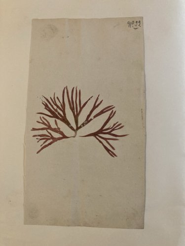 Bel Herbier Algue Mer 1900 6 Planches, Plante Art Nouveau Algues Ancien Océan