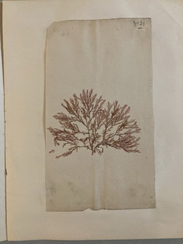 Bel Herbier Algue Mer 1900 6 Planches, Plante Art Nouveau Algues Ancien Océan