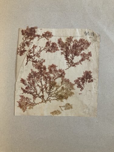 Bel Herbier Algue Mer 1900 6 Planches, Plante Art Nouveau Algues Ancien Océan