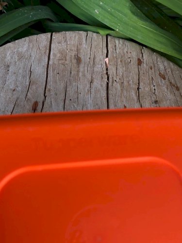 Boîte Tupperware orange motifs personnages dansant