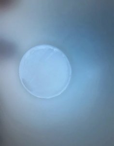 dot