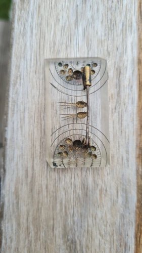 Broche ancienne lucite - avec des tourtereaux - Broche avec oiseaux rectangulaire