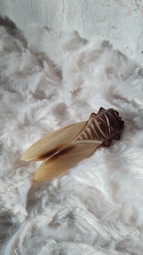 Broche ancienne moyenne Cigale en corne années 40
