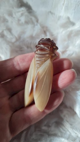 Broche ancienne moyenne Cigale en corne années 40